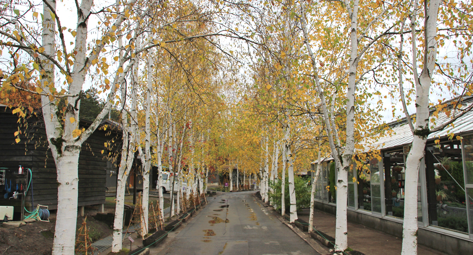 白樺並木も秋色です
