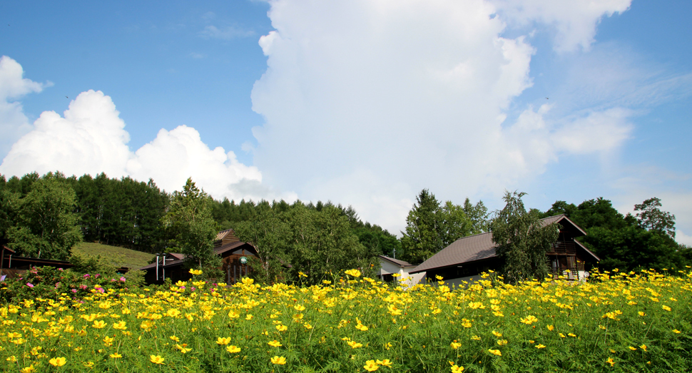 夏空と花 ファーム日誌 花畑の紹介 北海道のラベンダー畑 ファーム富田 オフィシャルサイト