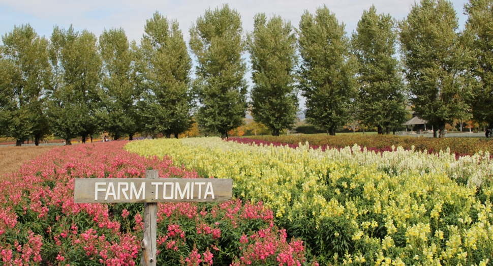日に日に季節は冬へと近づいています ファーム日誌 花畑の紹介 北海道のラベンダー畑 ファーム富田 オフィシャルサイト
