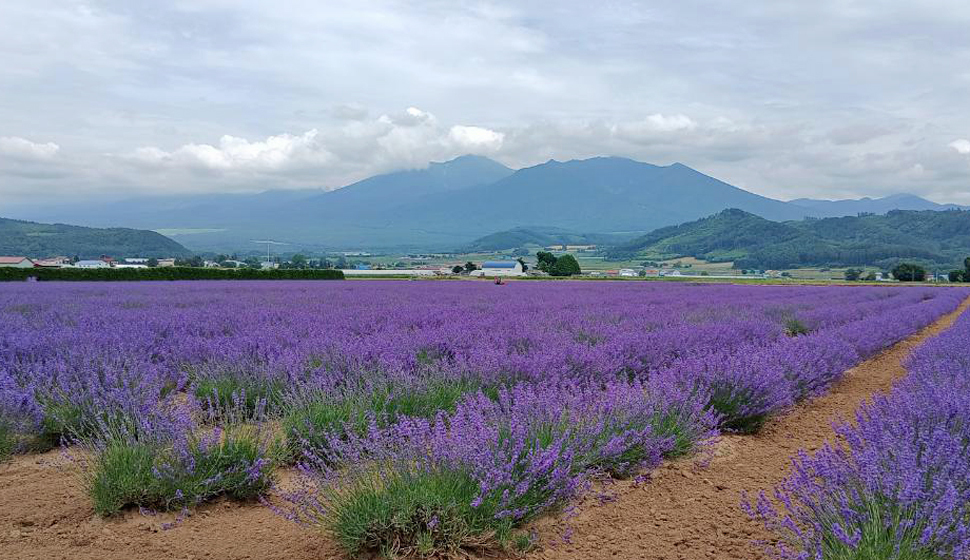 2026.07.09 十勝岳連峰とおかむらさき